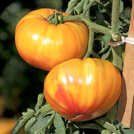 Buffalosun, Tomato Seeds - Packet image number null